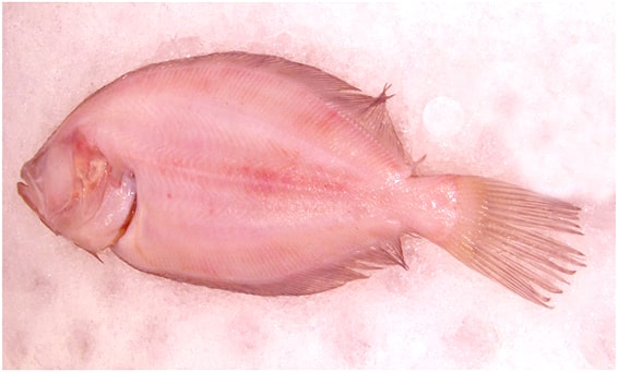 Pescado de temporada de Puerto Chico